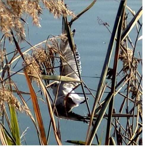 storia di un salvataggio di un piccolo gabbiano